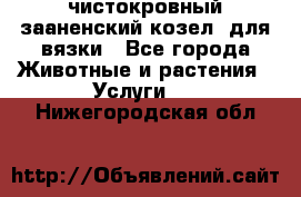 чистокровный зааненский козел  для вязки - Все города Животные и растения » Услуги   . Нижегородская обл.